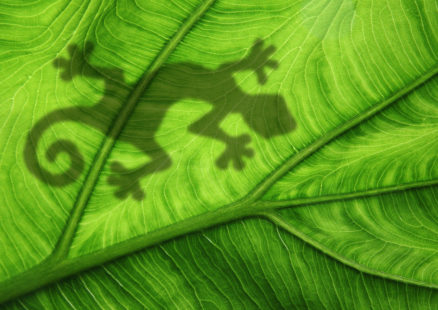 Geckoschatten auf einem Blatt