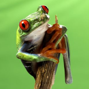 Rot-Augen-Baumfrosch