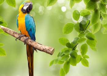 macaw parrot on a tree